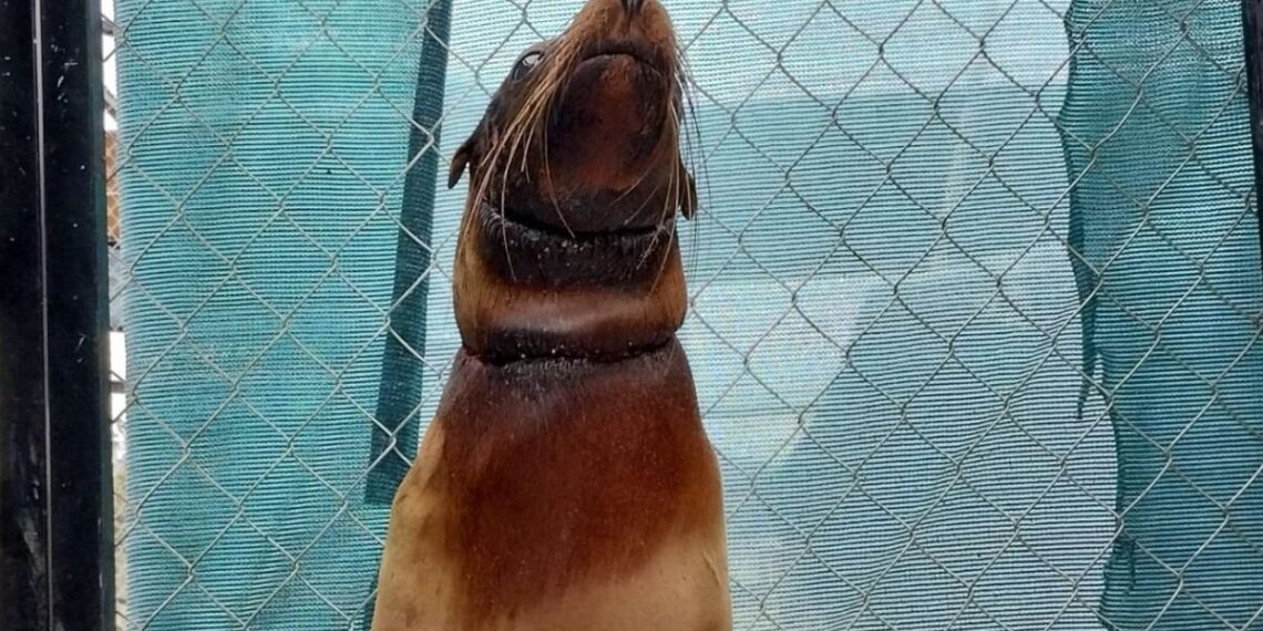 Rescatan a lobo marino que estaba herido en Arco de la Lágrima