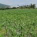 Inclemencias climáticas afectaron a 20,000 productores en Querétaro