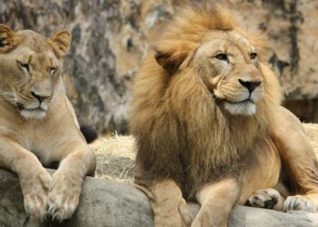 Buscan a familiares de hombre que fue atacado por leones