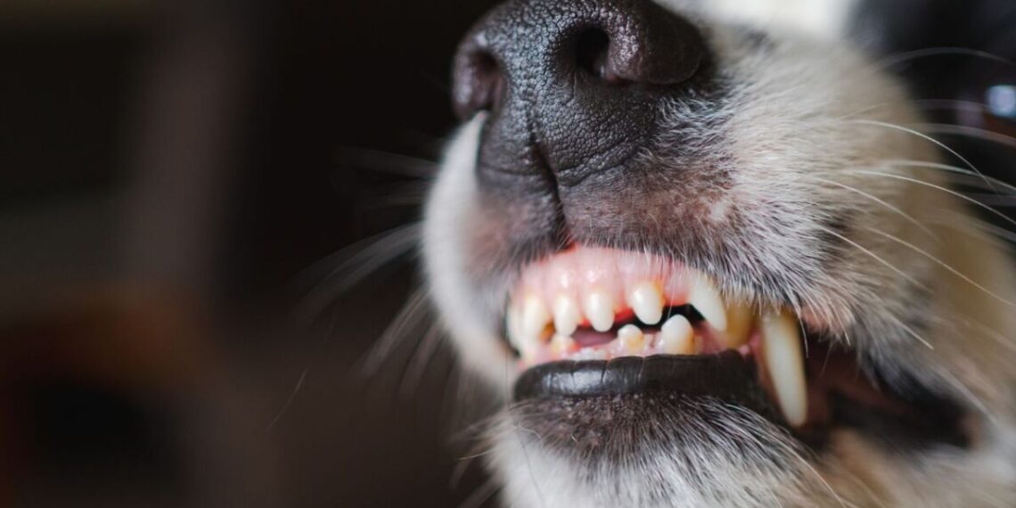 Captan el momento en el que un perro atacó a una niña en Coahuila