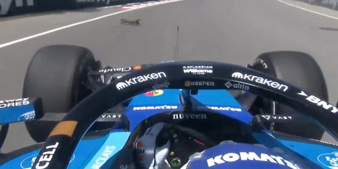 Albon se estrella tras atropellar a una marmota