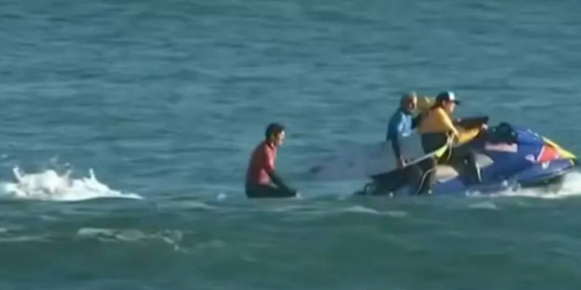 Así fue el ataque de "código rojo" de un animal marino en el Mundial de surf: sus dentelladas