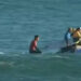 Así fue el ataque de "código rojo" de un animal marino en el Mundial de surf: sus dentelladas
