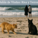 Widow’s Bay, entre la risa y el horror