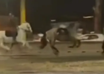 Tres heridos después de que unos 30 caballos escaparan asustados por una avenida de Roma