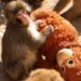 Detienen a dos estadounidenses en Japón tras irrumpir uno de ellos disfrazado en el recinto del mono Punch