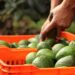 Trabajadores de West Pack cambian de sindicato y eligen a COCENA como nueva representación