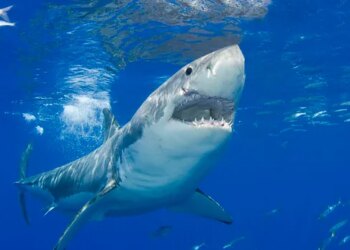 Muere un hombre de 39 años tras ser atacado por un tiburón en un arrecife en Australia