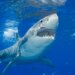 Muere un hombre de 39 años tras ser atacado por un tiburón en un arrecife en Australia