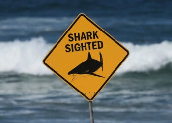 Muere un hombre tras ser atacado por un tiburón en Australia