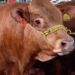 México busca contrarrestar impacto del gusano barrenador, aumentando exportaciones de carne a EU