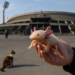 Retiraron axolote de Estadio ¡por alta demanda de fotos!