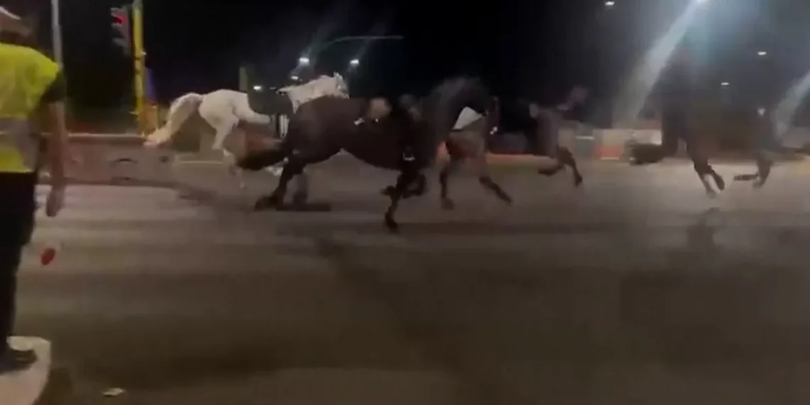 30 caballos corren sin control por una avenida de Roma y hieren a tres personas