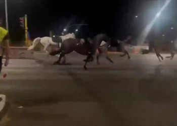 30 caballos corren sin control por una avenida de Roma y hieren a tres personas