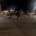 30 caballos corren sin control por una avenida de Roma y hieren a tres personas