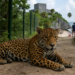 Acusan al parque del Jaguar por desplome de Tulum