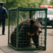 Capturan por fin al oso que sembraba el pánico en Utsonomiya