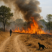 Advierten que presencia de El Niño incrementará incendios forestales