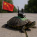 China denuncia espionaje con tortugas marinas equipadas con sensores para recolectar datos
