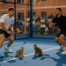 Coello y Tapia se llevan una épica final ante Chingotto y Galán en Valencia