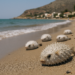 Plaga de peces globo en Creta: pescadores exigen subsidios y científicos buscan neutralizar la toxina