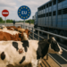 Suspende EU exportaciones de ganado por gusano barrenador