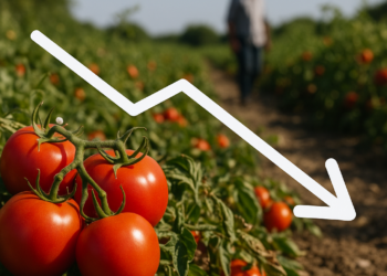 Producción de tomate caería 9% en 2026, prevé el USDA