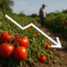 Producción de tomate caería 9% en 2026, prevé el USDA