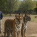 FGR decomisa en rancho tigres y decenas de otros animales