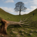 Muere el árbol más famoso de Robin Hood: qué pasó con el Major Oak tras más de 1.000 años de historia