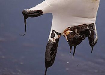Marina reporta un derrame de hidrocarburos cerca de un muelle turístico en Manzanillo
