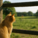 Ruth Ozeki: ‘All my books are an attempt to recreate Charlotte’s Web’ | Ruth Ozeki