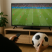 Mundial 2026: Horarios y dónde ver los partidos de este sábado 20 de junio