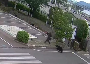 Una cámara capta el ataque de oso contra un empleado en Fukushima