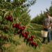 Productores de Estados Unidos prevén menor volumen de cerezas para México este verano