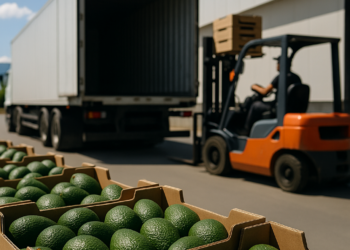 Exportaciones de aguacate batieron récord en 2025