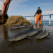 En sus propias aguas, el Reino Unido mata accidentalmente 120 toneladas de tiburones y rayas protegidos por año