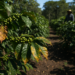 Hongo de la roya en 11% de cafetales en Puebla, no impide crecer en rendimiento