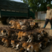 Rescatan en Vietnam a 400 gatos cuya carne iba a ser vendida para consumo humano
