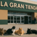 La Gran Carpa