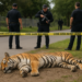 Mataron agentes a tigre que atacó a veterinarios en rescate