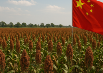 China elevará compra de sorgo sinaloense