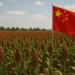 China elevará compra de sorgo sinaloense