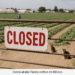 Cierra Taylor Farms planta en México por ciclosporiasis