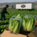 Descarta Cofepris Ciclospora en lechugas de Taylor Farms