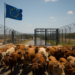 Reabrirá EU su frontera a ganado mexicano el 24 de agosto