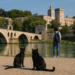 At Avignon, French And Korean Languages Meet On Stage