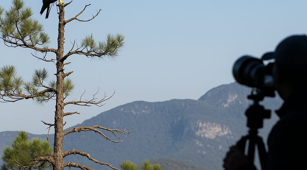 ¿Por qué es importante el primer registro del Águila Tirana en la Sierra Gorda?