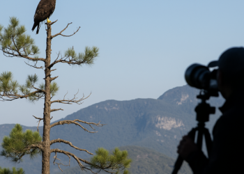 ¿Por qué es importante el primer registro del Águila Tirana en la Sierra Gorda?