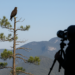 ¿Por qué es importante el primer registro del Águila Tirana en la Sierra Gorda?